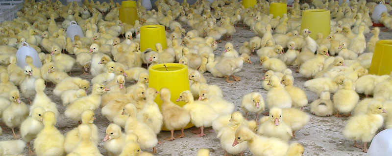 哪里有鵝苗批發,大量購買還需學會挑選好鵝苗