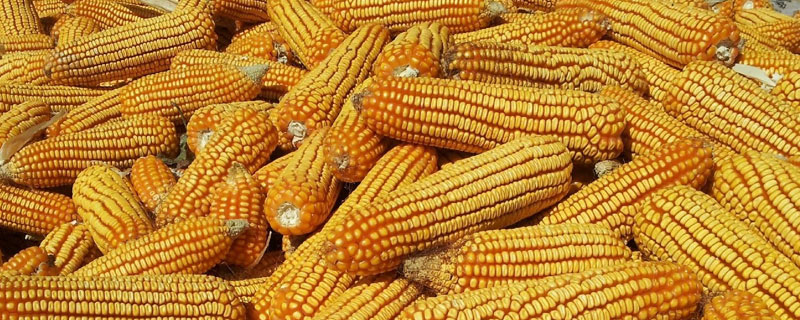 農大488玉米種介紹,紅軸粒深且脫水快,稀植大穗密植高產