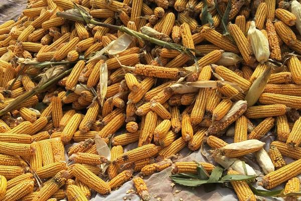 農大488玉米種介紹,紅軸粒深且脫水快,稀植大穗密植高產