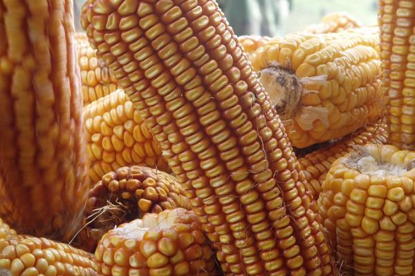 農大488玉米種介紹,紅軸粒深且脫水快,稀植大穗密植高產