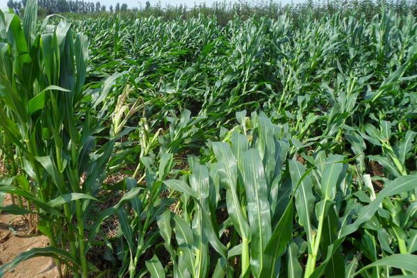 農大488玉米種介紹,紅軸粒深且脫水快,稀植大穗密植高產