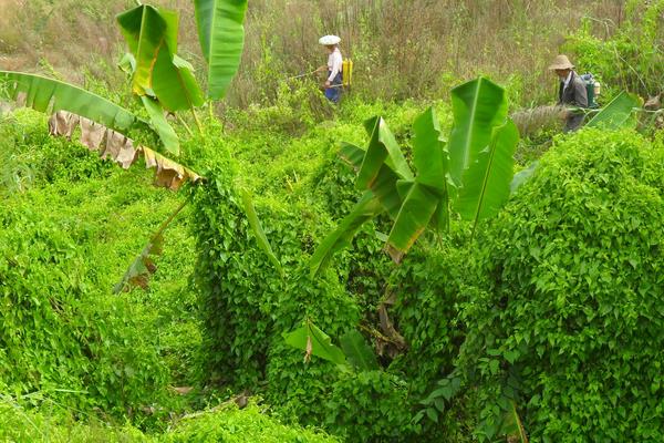 農(nóng)藥種類有哪些,主要根據(jù)用途、來源及加工劑來分