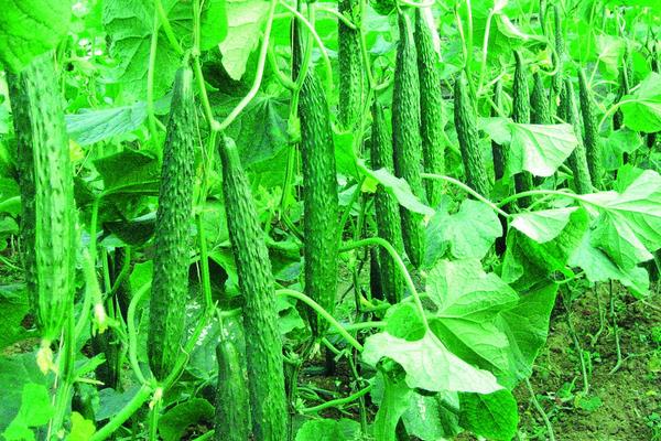 黃瓜產量怎么提高？掌握好這四個方法能顯著提高黃瓜種植效益