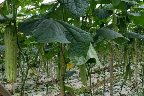 掌握這四個，提高黃瓜的種植效益