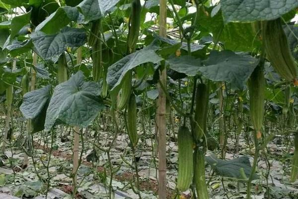 掌握這四個，提高黃瓜的種植效益