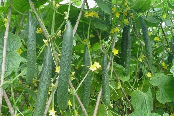 掌握這四個，提高黃瓜的種植效益