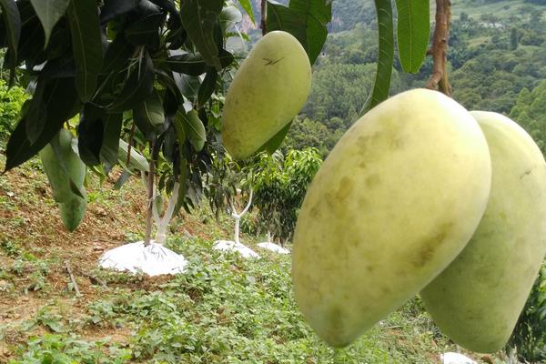 4招顯著提高芒果座果率,迅速提升芒果市場銷量