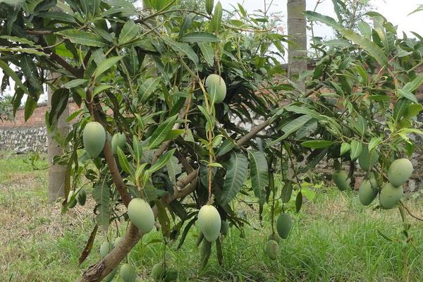 4招顯著提高芒果座果率,迅速提升芒果市場銷量