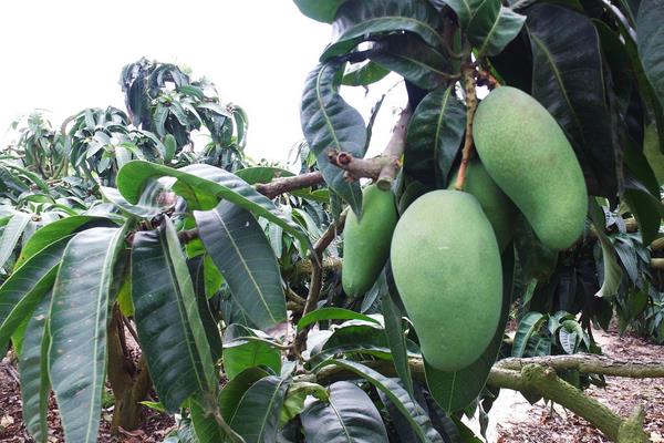 4招顯著提高芒果座果率,迅速提升芒果市場銷量