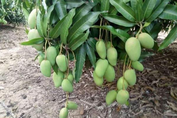 4招顯著提高芒果座果率,迅速提升芒果市場銷量