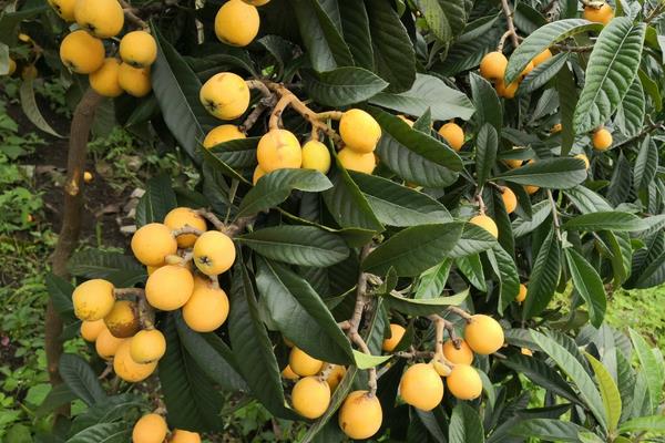 怎么提高枇杷結果率？降低濕度培養結果母枝，整形修剪合理追肥是重點