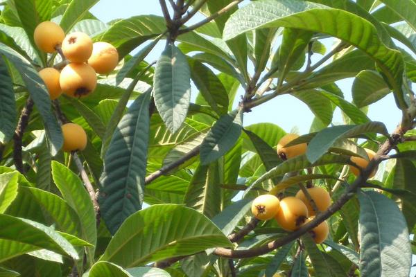 怎么提高枇杷結果率？降低濕度培養結果母枝，整形修剪合理追肥是重點