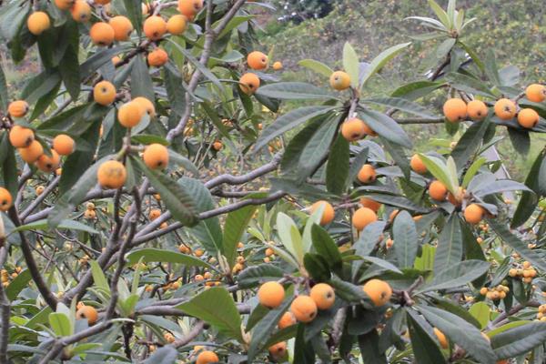 怎么提高枇杷結果率？降低濕度培養結果母枝，整形修剪合理追肥是重點