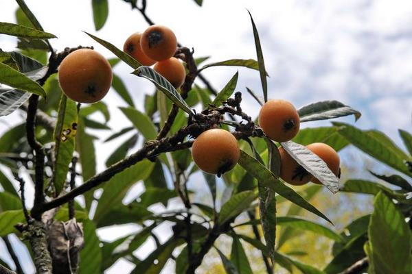 怎么提高枇杷結果率？降低濕度培養結果母枝，整形修剪合理追肥是重點