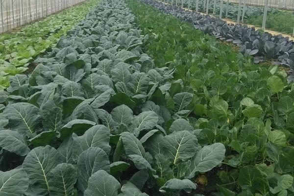 怎么種出沒有污染的綠色蔬菜？科學施肥是關鍵