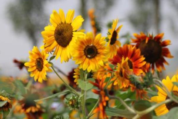 向日葵空殼率太高怎么辦？加強向日葵授粉管理是關鍵