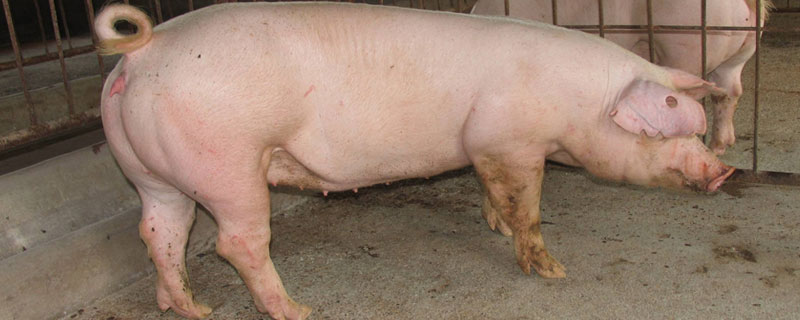 如何判斷母豬有炎癥，發(fā)情期用公豬精子判斷