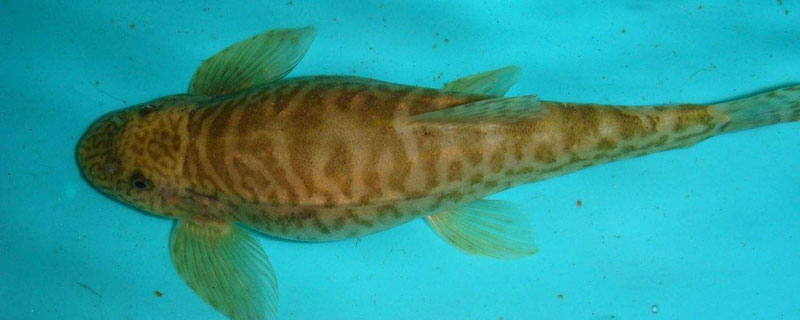 沙塘鱧養(yǎng)殖喂什么飼料？不同階段飼料配方不同