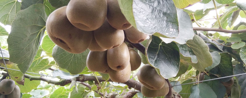 獼猴桃種植風險大嗎?掌握科學種植方法,找好銷路是關鍵