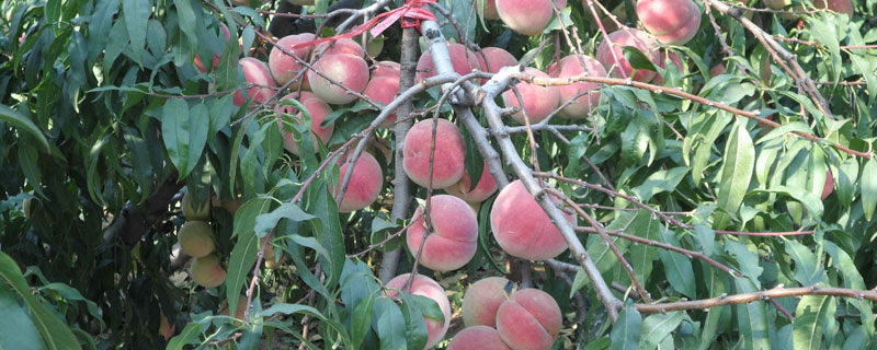 桃樹的栽培密度，根據樹形的不同密度也有所不同