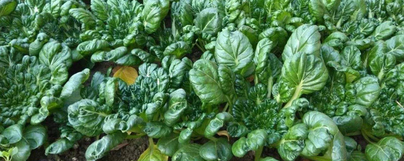 烏塌菜種植時(shí)間，不同地區(qū)播種時(shí)間有所區(qū)別