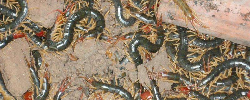 蜈蚣養(yǎng)殖成本要多少？人力成本占比最大，有銷路利潤(rùn)很可觀