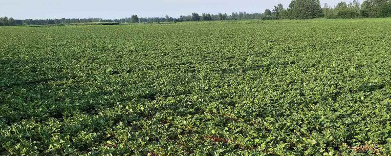 白芷種植技術(shù)及畝收益，前期成本不高，后期經(jīng)濟(jì)效益可觀