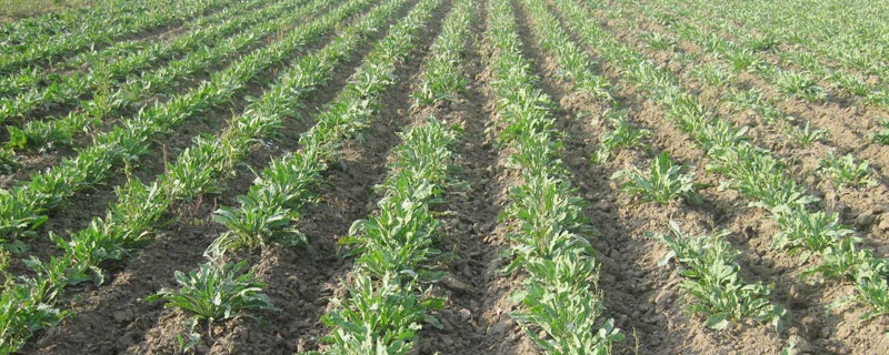 板藍根如何種植?播種前需施基肥,后期積極防病蟲害