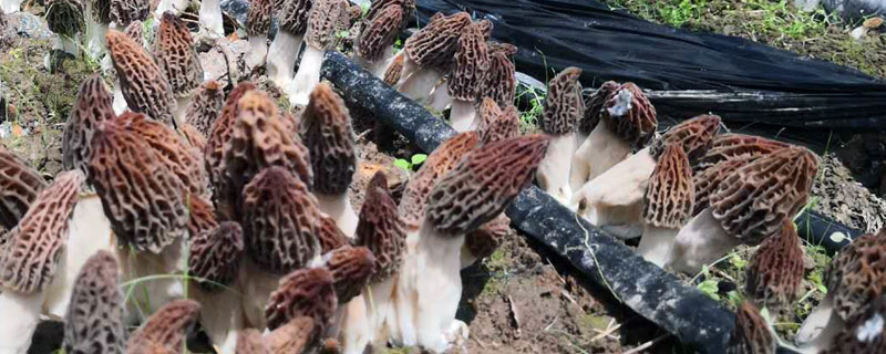 羊肚菌種植技術，環境和土壤要求高，調制栽培料極其重要