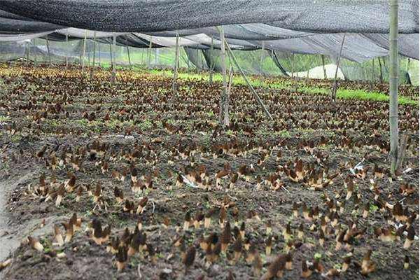 羊肚菌種植技術，環境和土壤要求高，調制栽培料極其重要