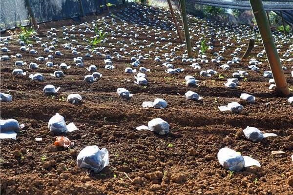 羊肚菌種植技術，環境和土壤要求高，調制栽培料極其重要