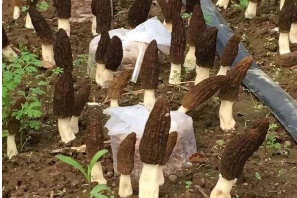 羊肚菌種植技術，環境和土壤要求高，調制栽培料極其重要