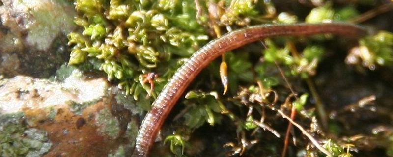 山螞蝗與水螞蟥的區(qū)別是什么 山螞蝗的克星是什么