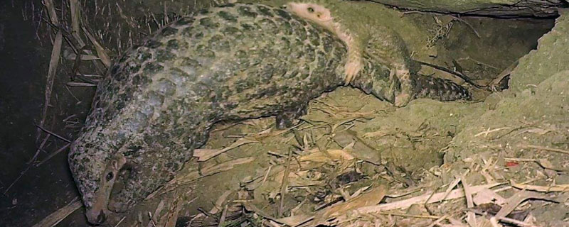 穿山甲養(yǎng)殖方法和技術(shù),人工養(yǎng)殖需申請相關(guān)證件