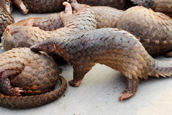 穿山甲養殖方法和技術，人工養殖需申請相關證件