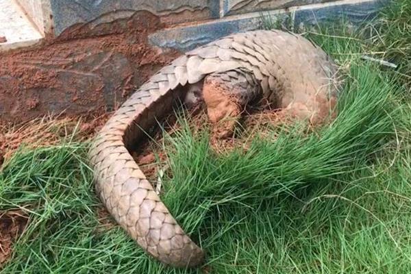穿山甲養殖方法和技術，人工養殖需申請相關證件