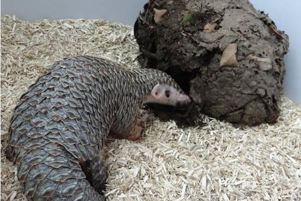 穿山甲養殖方法和技術，人工養殖需申請相關證件