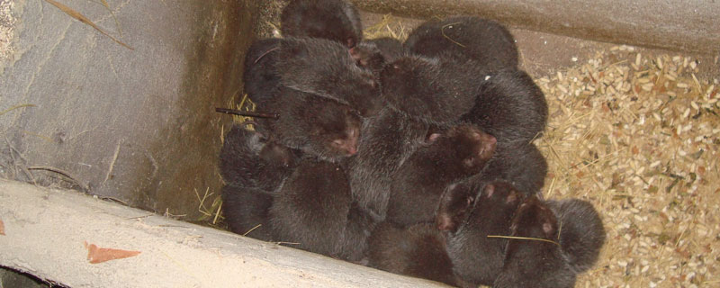 當下火爆的養殖項目有哪些？肉羊肉驢需求大，竹鼠野豬前景好