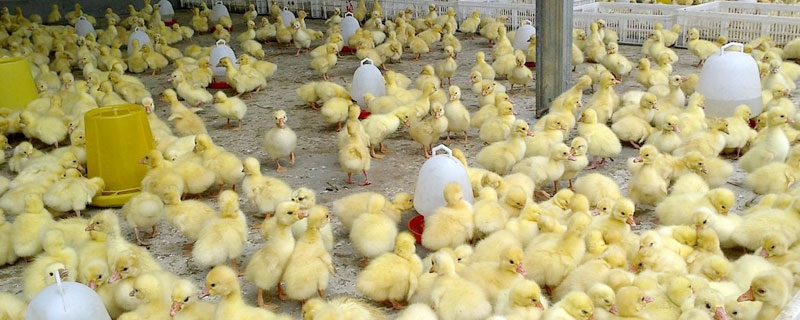 鵝苗防疫表,需嚴格按照說明使用