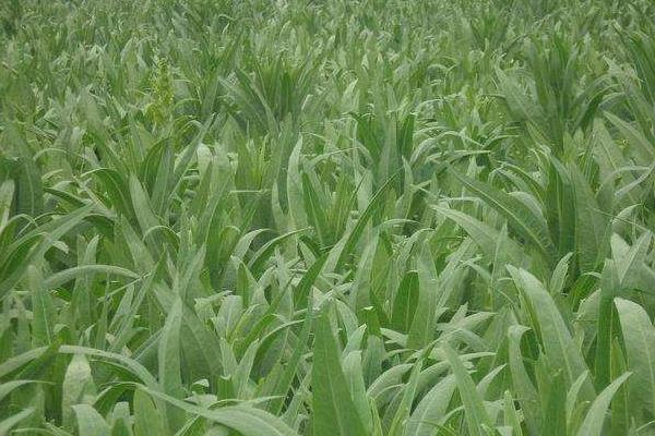 貢菜的種植方法和時間，采收不能太早也不能太晚