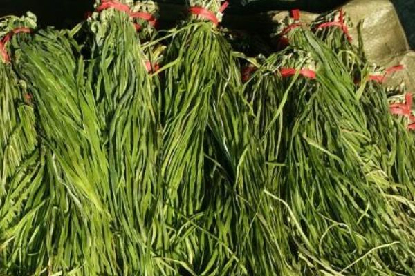 貢菜的種植方法和時間，采收不能太早也不能太晚