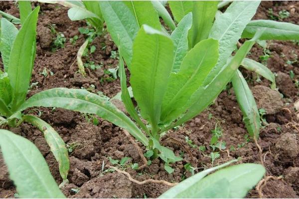 貢菜的種植方法和時間，采收不能太早也不能太晚