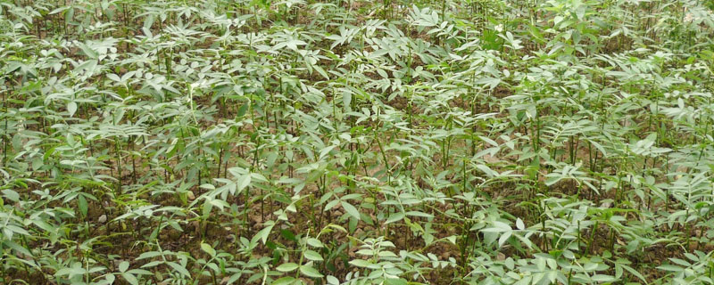 花椒苗怎么種植,花椒苗種植時間與技術