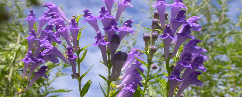 黃芩養(yǎng)殖方法有哪些？直播法和移栽法各有優(yōu)缺點