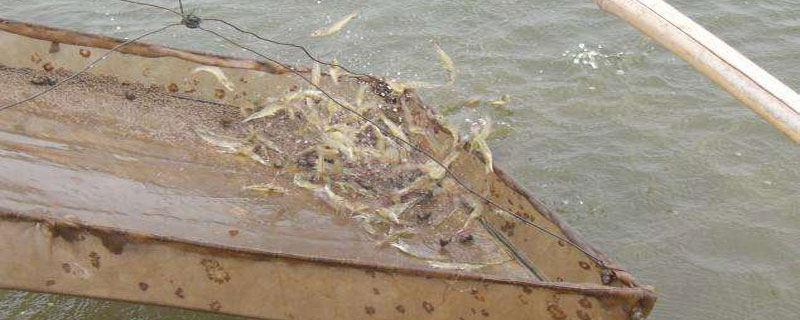 基圍蝦怎么養殖？掌握科學基圍蝦養殖技術