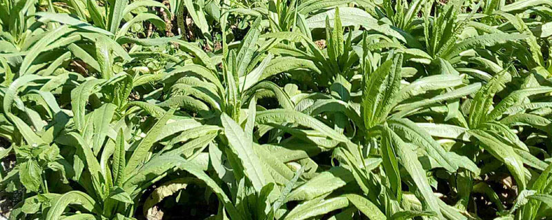 貢菜的種植方法和時間，采收不能太早也不能太晚