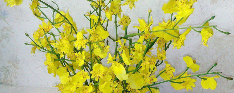 家庭跳舞蘭的養殖方法，夏季需遮陰冬季要防寒