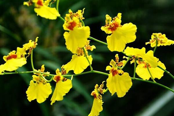 家庭跳舞蘭的養殖方法，夏季需遮陰冬季要防寒