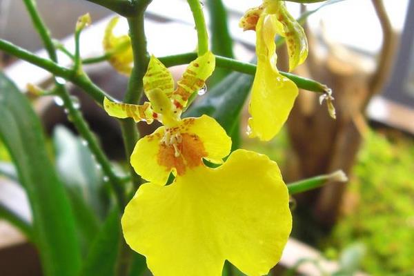 家庭跳舞蘭的養殖方法，夏季需遮陰冬季要防寒