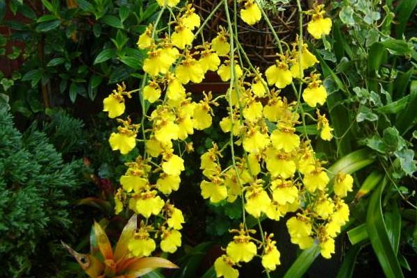 家庭跳舞蘭的養殖方法，夏季需遮陰冬季要防寒